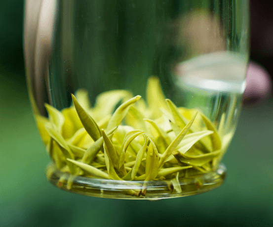 春 茶 天 花 板 申 请 出 战 ！