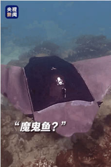 “魔鬼鱼”：报告，伪装成功🤪