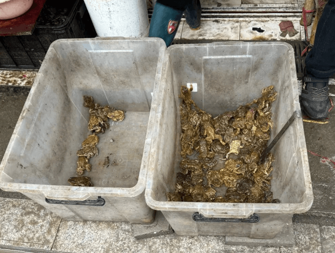 一条街8个摊，“农田卫士”癞蛤蟆被剥皮贩售！