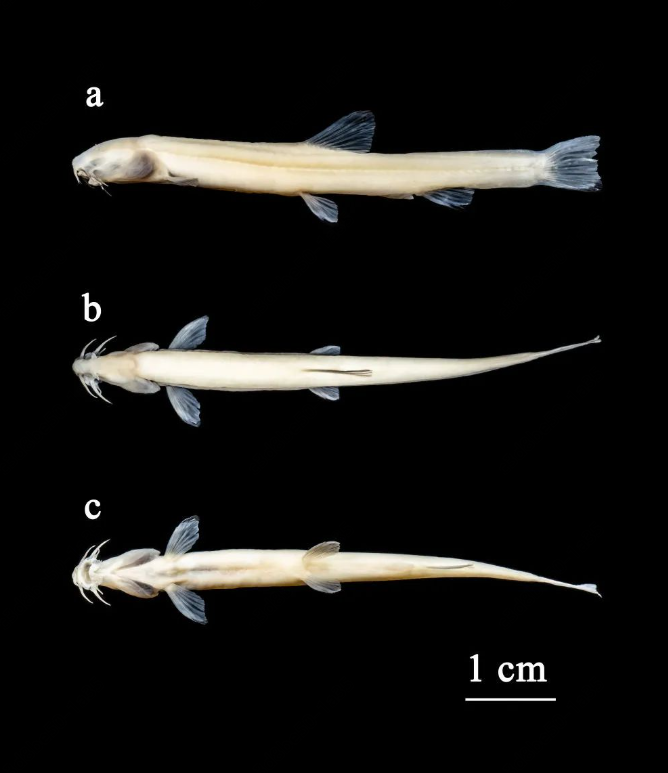 科研人员在广西发现一新物种