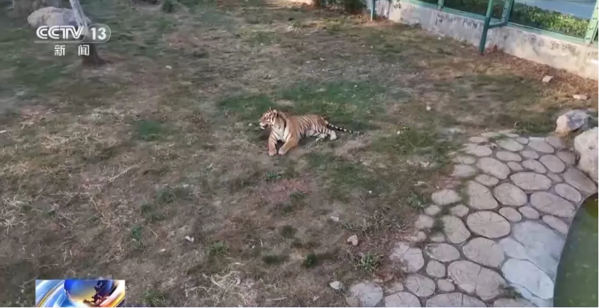 “动物园20只东北虎死亡” ，安徽阜阳林业部门最新回应→