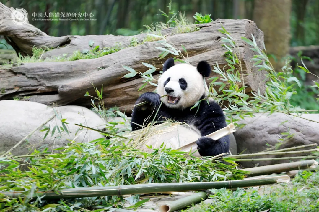 熊猫“美香”一家遭藏匿虐待？谣言！