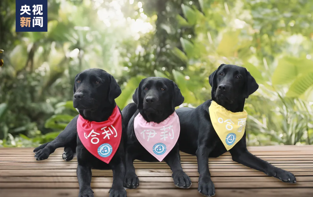 三只辅助犬，如何帮“星星的孩子”走出困境？