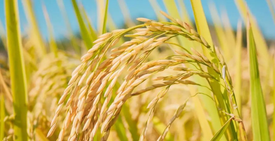 杨芳：宋朝粮食安全政策及其实践