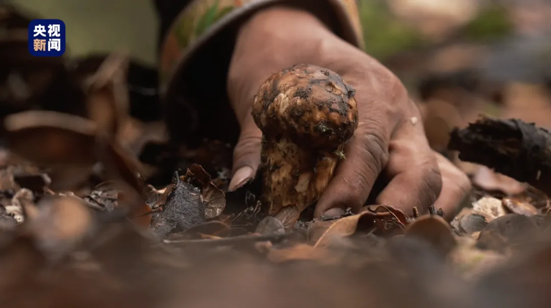 又被西藏的“神秘”特产硬控住了
