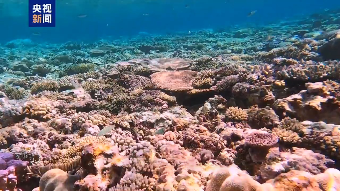 有关我南沙仙宾礁，重磅调查报告发布