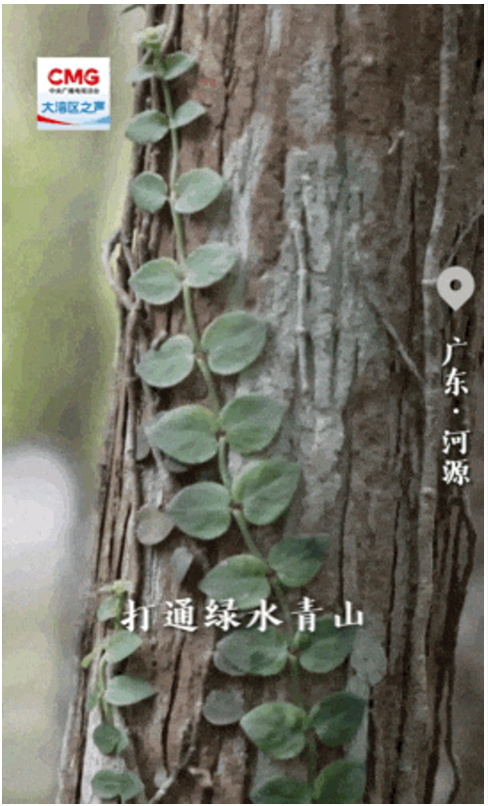 勇立潮头大湾区 | 点“绿”成“金” 碳排放有了管理师