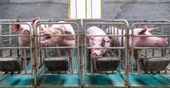 農業農村部：嚴厲打擊“瘦肉精”等違法添加和私屠濫宰行為