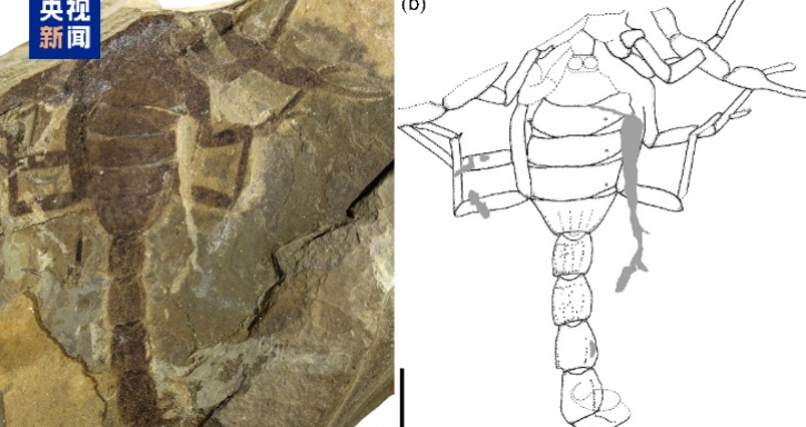 中國科學家發現中生代蝎化石“龍城熱河蝎”