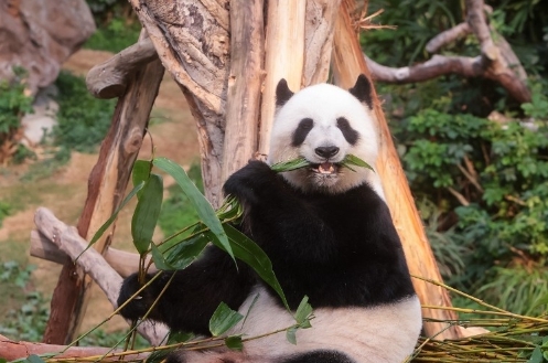 中國大熊貓、雪豹等野外種群數量持續增長