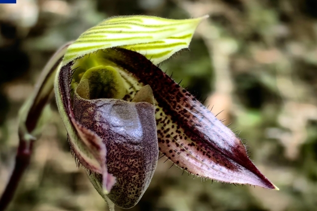 中國雲南高黎貢山北段首 次發現國家一級保護植物彩雲兜蘭