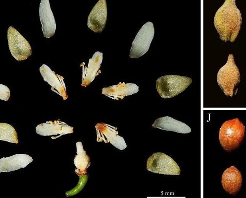 廣西發現瀕危植物新種“石山椴”