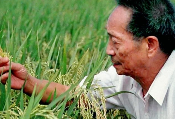 “雜交水稻之父”袁隆平逝世4周年 家人種向日葵祭奠