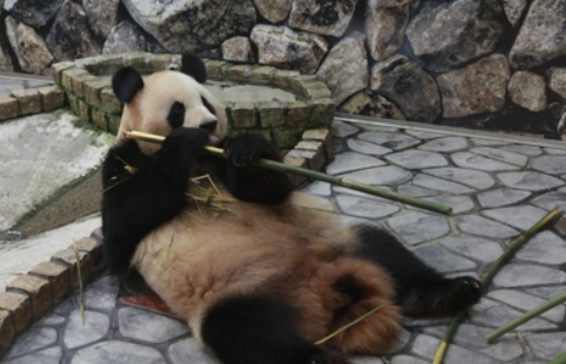 旅日大熊貓“良浜”及其三隻幼崽6月啟程返華