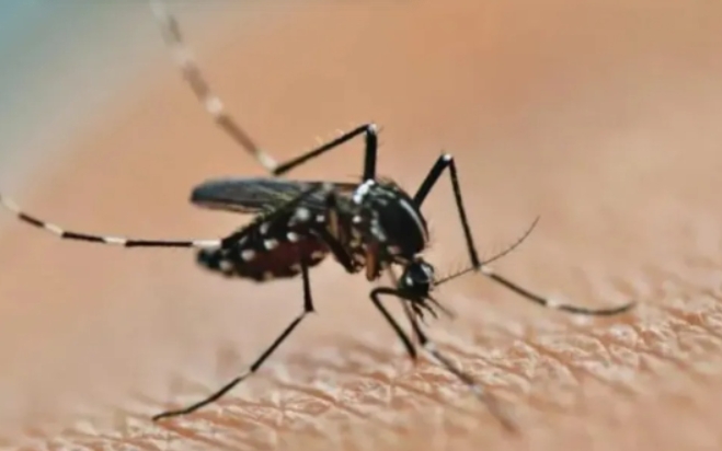 廣東基孔肯雅熱一周新增本地個案減至830例