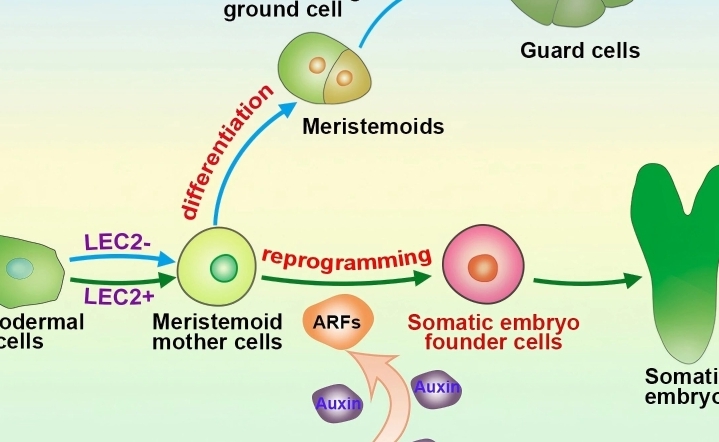 科研新突破 中國科學家破解植物細胞全能性世紀難題