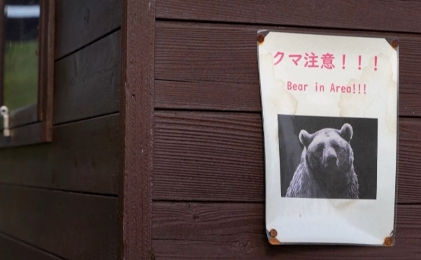 日本10月遭熊襲擊受傷及死亡人數創單月新高