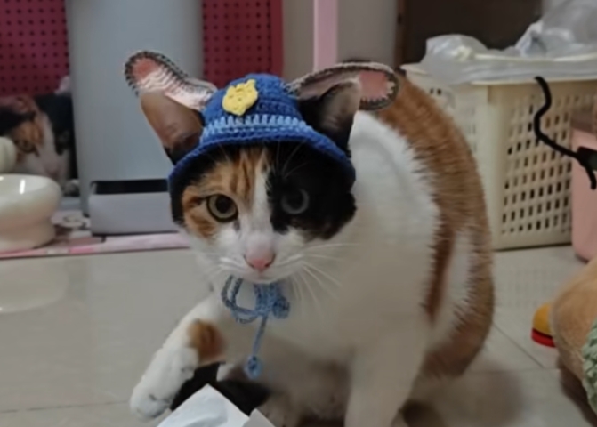 “蘿蔔紙巾貓”成“網紅” 中國社會二創創意迭出