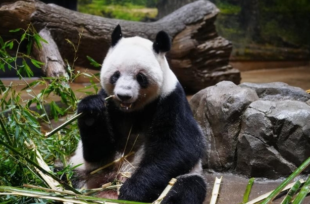 大熊貓“曉曉”和“蕾蕾”將從日本返回中國