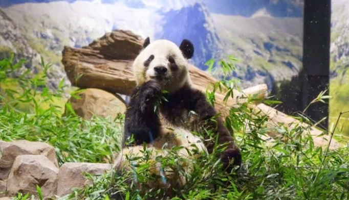 旅日雙胞胎大熊貓幼崽“曉曉”和“蕾蕾”已平安回國