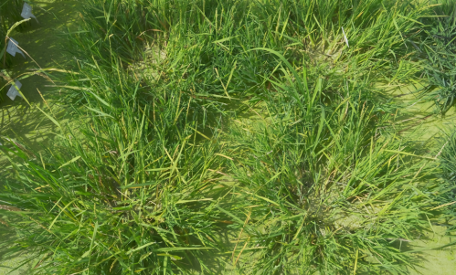 中國科學家培育出“長壽水稻” 一次播種多年收獲