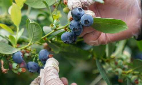 牛油果、車厘子、藍莓……中國正在解鎖越來越多“舌尖自由”