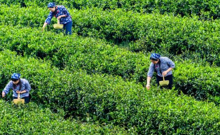 奶茶開路！這一季中國春茶，在海外賣爆了！