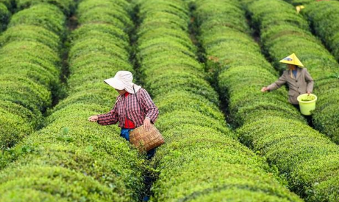 中國茶產業鏈規模已超1萬億元
